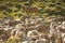 Sheep Herd and Sheep Pony Ranching Scene