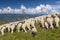 Sheep herd with shepherd grazing on the plateau of the Monte Baldo, Malcesine, Lombardy, Italy
