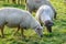 Sheep in herd, Zeeland, Holland