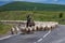 Sheep herder with his flock on the road in Armenia