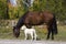 Sheep Herder\'s Dog and Horse