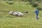 Sheep Herding