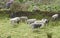 Sheep Herding