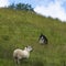 Sheep herding on the edge of the village of Carrick