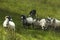 Sheep herding on the edge of the village of Carrick