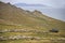 Sheep herding - Falkland Islands