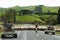 Sheep Herding - New Zealand