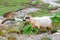 Sheep herds at alpine pastures