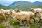 Sheep herds at alpine pastures