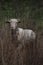 A Sheep Hiding in the Long Grass