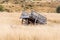 Sheep hiding in the pampas in front of a wooden wagon