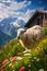 Sheep on a hill with a view of a cabin and the Alps in the dista