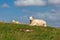 Sheep on a Hillside