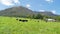 Sheep on hillside with mountains behind