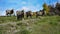 Sheep On A Hillside In New Zealand