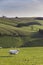 Sheep on Hillside,Shropshire, UK