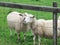 Sheep on a hilltop in Newfoundland