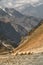 Sheep in Himalayas