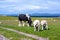 Sheep and horses in the fields of Iona in the Inner Hebrides, Scotland