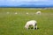 Sheep and horses in the fields of Iona in the Inner Hebrides, Scotland