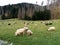 Sheep on a huge pasture. Mountains. Tatra National Park.