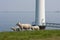 Sheep beside huge windmill in the sea