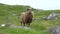 Sheep. Iceland. Sheep eating grass on a green meadow. Head adult sheep in the nature. Farm sheep outdoors close up.