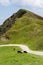 Sheep in idyllic summer mountains landscape, Austria