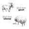 sheep illustration pictures