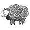 Sheep Illustration