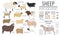 Sheep infographic template. Farm animal. Flat design