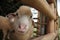 Sheep inside barn. Conceptual image shot