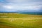 Sheep in Iona, a small island in the Inner Hebrides off the Ross of Mull on the western coast of Scotland.