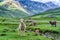 Sheep ipasturing in beautiful mountain view Kashmir state, India