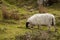 Sheep, Ireland