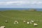 Sheep and the Irish Coastline