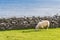 Sheep on Irish meadows