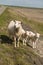 Sheep on the of the island Terschelling in the Netherlands