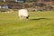 Sheep isle of Mull Scotland uk with woolly coat and horns