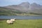 Sheep Isle of Skye