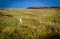 Sheep of Isle of Skye, known for its rugged landscapes, picturesque fishing villages and medieval castles