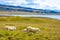 Sheep of Isle of Skye, known for its rugged landscapes, picturesque fishing villages and medieval castles