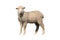 sheep isolated pictures