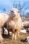 Sheep isolated from herd, eating grass and hay