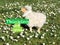 Sheep in isolation on a meadow as a symbol for Covid-19 era