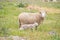 a sheep and its baby in the grassy field with rocks