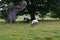 Sheep at Jervaulx Abbey, East Witton, near Ripon, North Yorkshire,, England UK