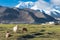 Sheep at Karakul Lake in Pamir Mountains, Akto County, Kizilsu Kirghiz Autonomous Prefecture, Xinjiang, China.