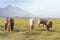 Sheep at Karakul Lake in Pamir Mountains, Akto County, Kizilsu Kirghiz, Xinjiang, China.
