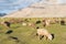 Sheep at Karakul Lake view from Karakoram Highway in Pamir Mountains, Akto County, Kizilsu Kirghiz, Xinjiang, China.